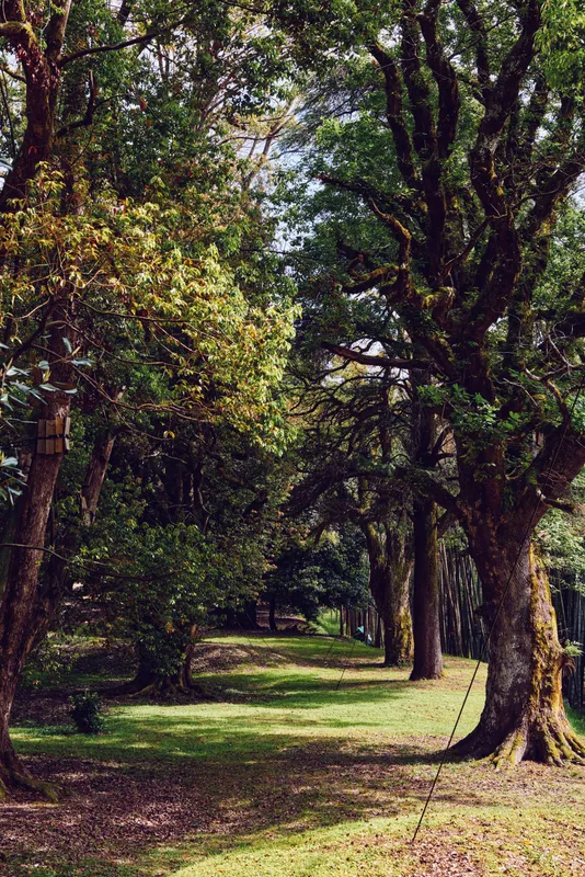 Trees, path, park, nature, walkway, sunlight create a shaded tree-lined avenue with dappled light, mossy trunks and grassy ground offering a peaceful outdoor corridor for walking.