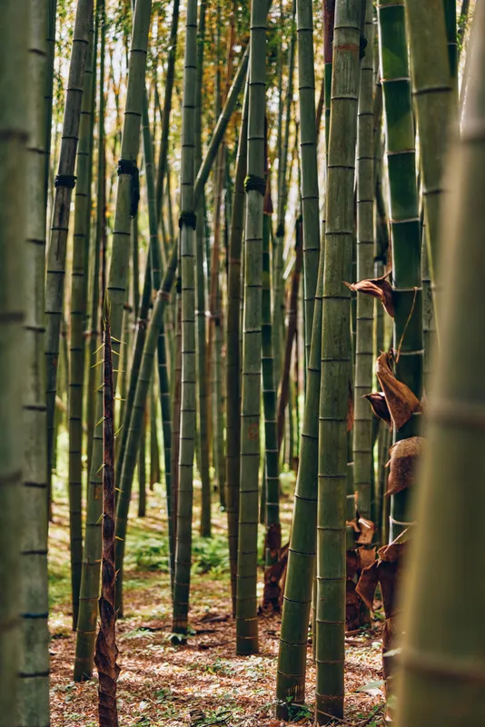 Bamboo forest grove with tall green trunks in a serene nature scene, dense vertical stalks, leaf litter on the ground and soft filtered light creating a tranquil woodland mood.