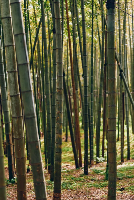 bamboo forest trees trunks grove nature serene vertical bamboo stalks in a peaceful woodland, soft filtered sunlight through the canopy and leaf litter covering the forestfloor.