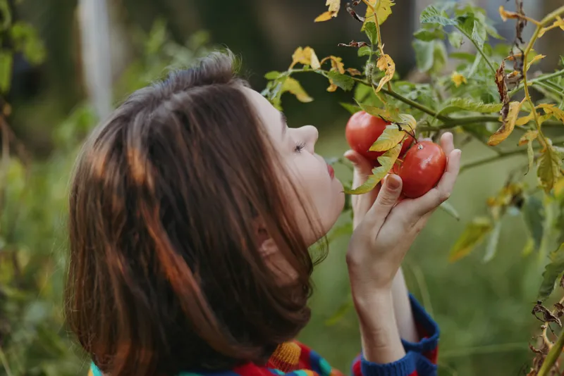 Girl, tomatoes, garden, picking, striped sweater, smelling - A cheerful eight year old girl in a colorful striped sweater gently smells and picks ripe tomatoes from a backyard garden vine in nature.