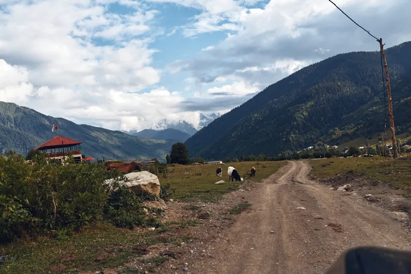 Mountain road rural cows farmhouse landscape meadow clouds gravel path with distant peaks authentic inclusive scene of local farming life and pastoral countryside rustic charm