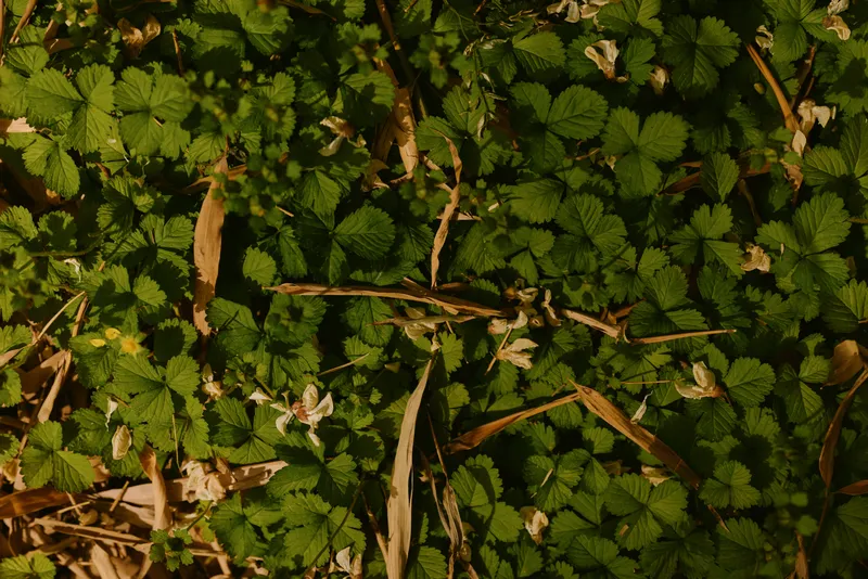 Groundcover leaves plants foliage twigs grass in closeup on forest floor with small white flowers, dry brown grass and sunlight creating textured natural green pattern.