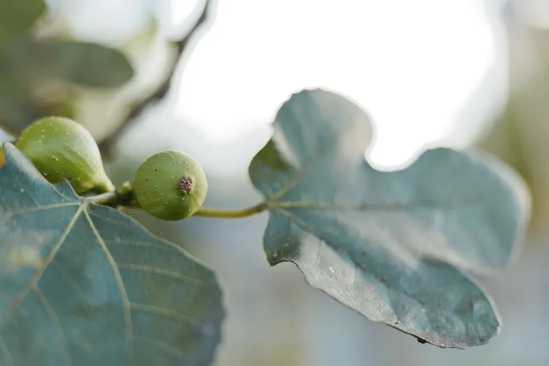Fig fruit, fig leaf, unripe fig, macro, closeup, botanical, nature, green - Closeup of unripe fig fruit and textured fig leaf with morning dew on a young branch in soft backlit tropical outdoor