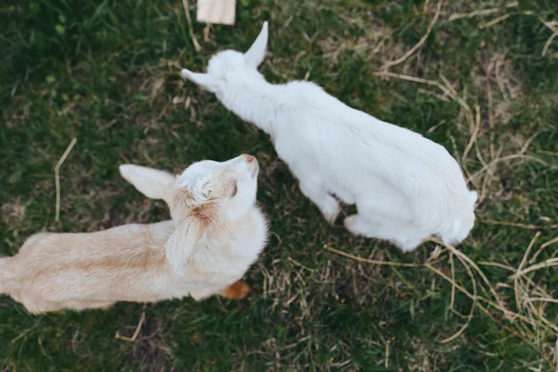 Two young goats explore a sunlit pasture, grazing and sniffing grass, curious and playful, in a calm outdoor scene with natural colors and rustic surroundings, capturing a warm countryside lifestyle