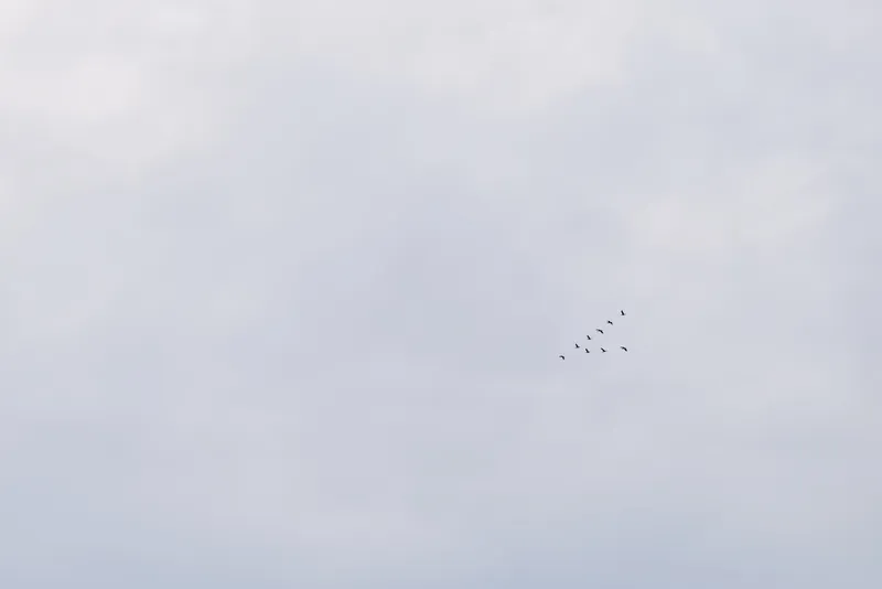 Birds in formation glide across a pale blue sky, creating a serene scene of flight, freedom and distant travel above calm clouds.