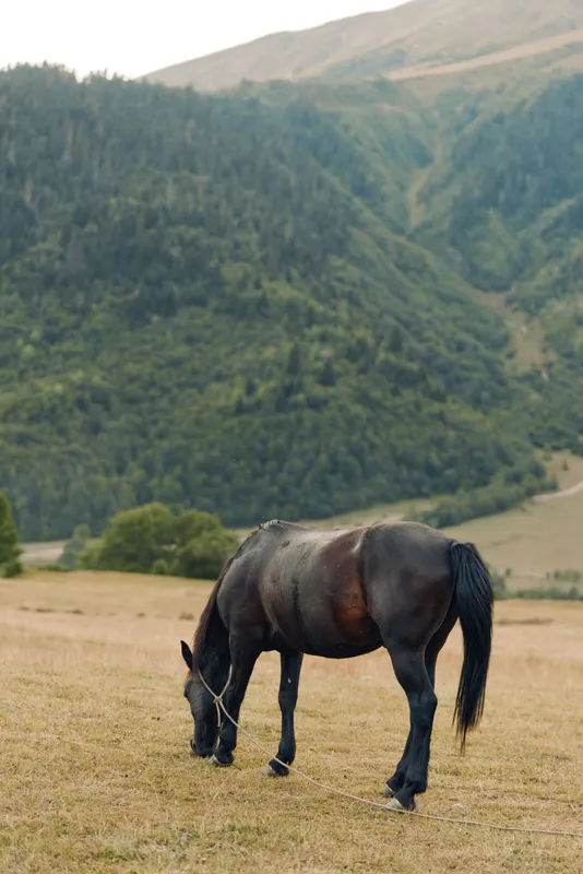 A solitary horse grazes in a sunlit meadow with rolling hills and forested mountains in the background, creating a peaceful rural scene during golden hour.