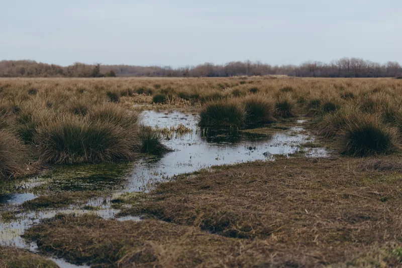 Wetland marsh grassland with shallow pond and calm water, outdoors nature scene under cloudy sky, wide horizon, tall reeds and dry grass blending into wet soil, rural landscape