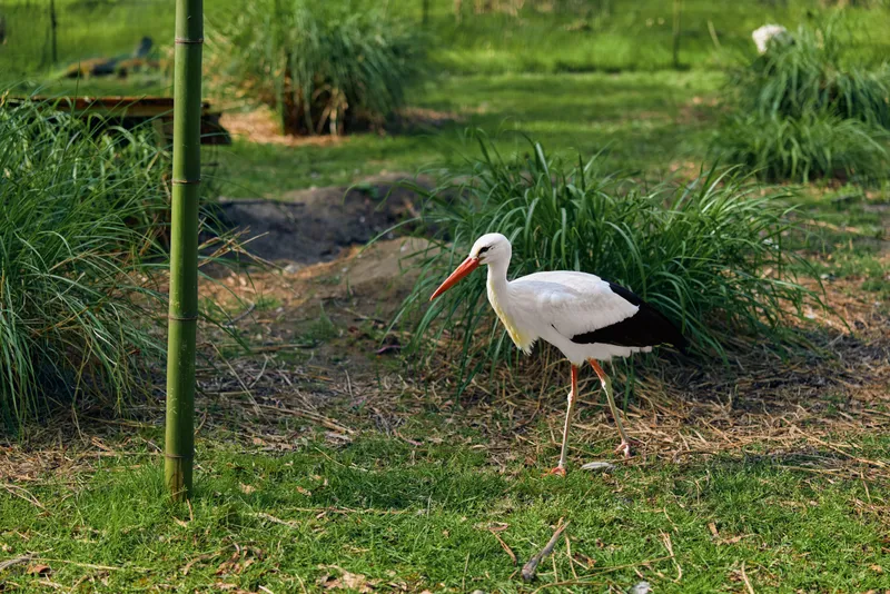 Stork bird grass beak legs nature park white, white stork walking on grassy ground near bamboo pole, searching for food and foraging in calm outdoor green habitat.