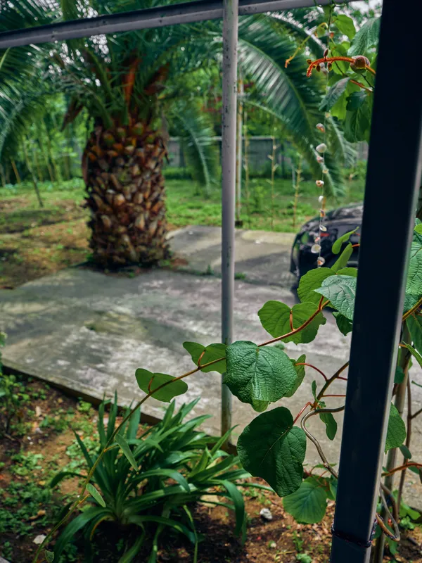 Leaves, vine, palm, garden, fence, patio, plant, outdoor scene with dew-covered heart-shaped leaves in foreground, blurred palm trunk and concrete patio creating a tranquil backyard view.