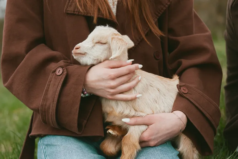 Gentle scene of a woman cuddling a soft goat kid outdoors on a grassy field, embodying warmth, care, and rural lifestyle moments with a calm, intimate mood. It captures a caring moment between human