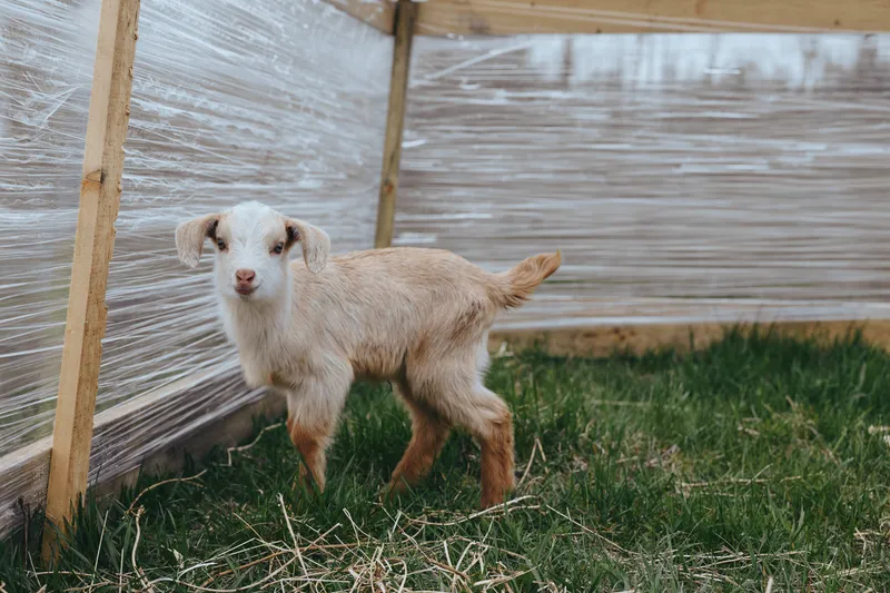 A young baby goat stands on grass inside a wooden fenced pen looking curiously at the camera in a natural outdoor lifestyle setting on a bright day.