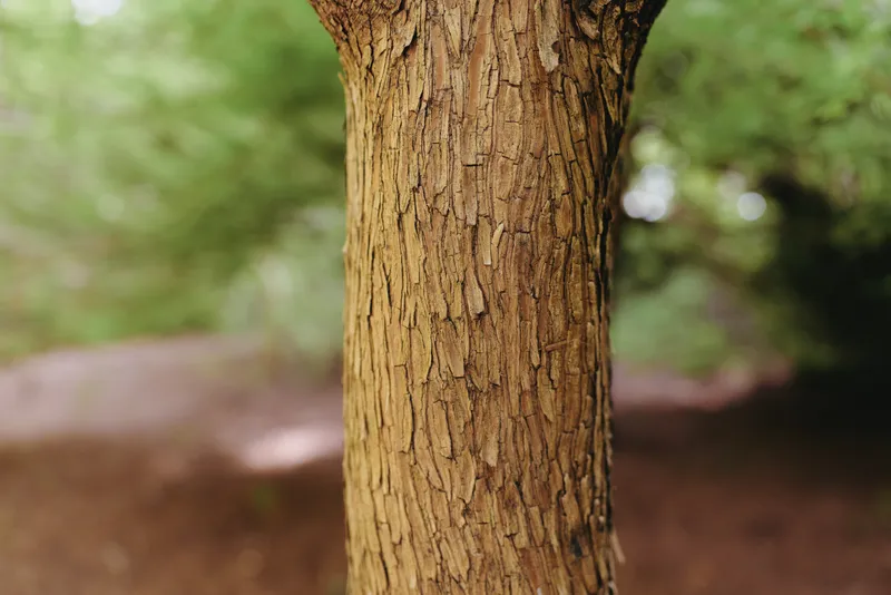 Tree bark trunk forest nature texture closeup wood in macro detail showing rough grooves and organic pattern, vertical composition with soft green blurred background for botanical study.