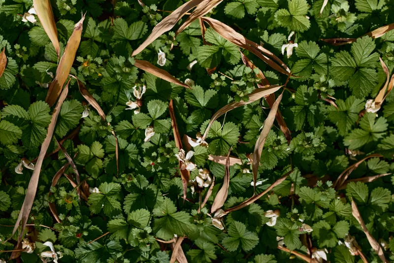 Strawberry leaves flowers grass green ground foliage closeup, white blossoms and serrated leaf texture among dry brown stems creating a natural meadow scene with organic detail.