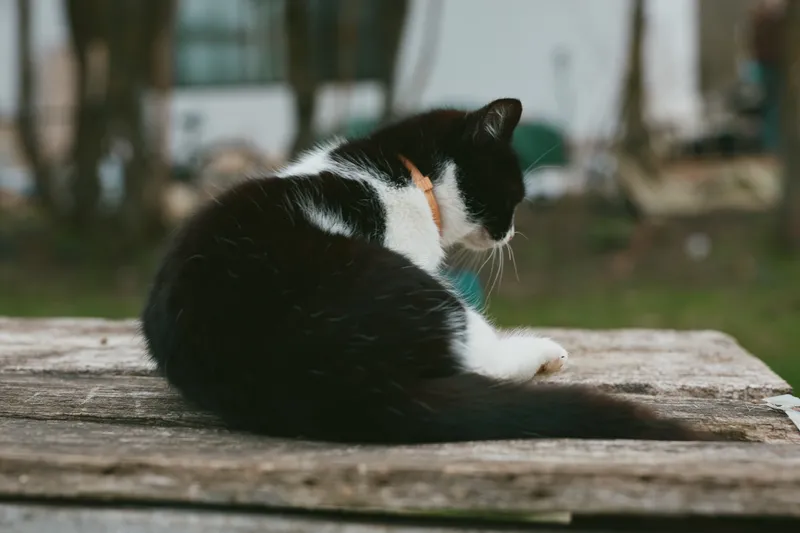 A black and white cat lies curled up on a wooden surface outdoors in a relaxed pose, enjoying a quiet moment in a natural rustic setting during daytime.