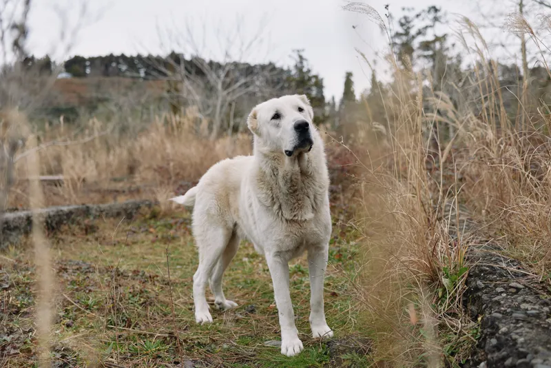 White dog outdoor scene dog portrait canine companion field grassy calm alert nature rural daylight by stone wall serene outdoor portrait for stock