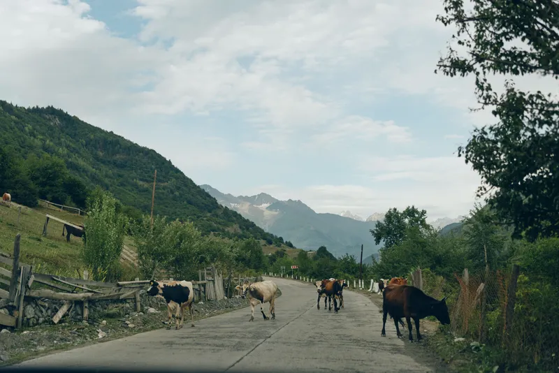 Cows walk along a rural road through countryside with mountains in the distance, a rustic landscape of nature and scenery with animals grazing under clear skies