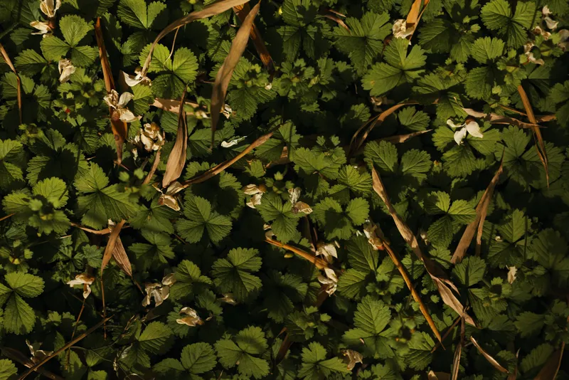 Leaves groundcover strawberry foliage flowers plants nature green carpet of small wild strawberry plants with white blooms and dried grass, closeup texture and soft low sunlight on forest floor
