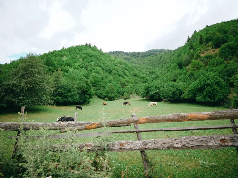 Cows grazing in a green meadow behind a weathered wooden fence, with rolling hills and trees under a cloudy sky, capturing a tranquil rural pastoral scene.
