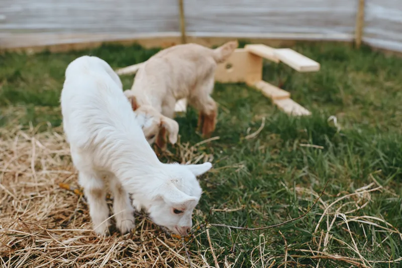 Playful goat kid exploring straw and a wooden playhouse in a sunny yard, capturing rustic lifestyle and animal companionship, natural candid moment with warm light and gentle curiosity today.