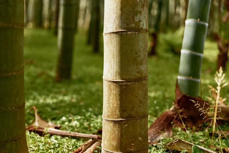Bamboo stalk forest grove with green trunks and textured nodes, closeup of stems and leafy groundcover in a serene natural scene for nature, botany and outdoor environment.