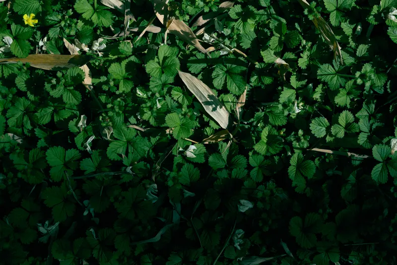 Groundcover clover leaves foliage green nature plants forest floor with sunlight patches and dry leaf litter, closeup texture of low growing vegetation in shaded outdoor environment