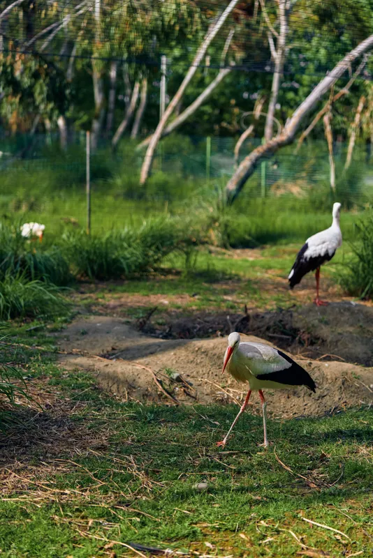 Stork bird in wetland grass, wildlife nature scene with two white storks, one walking in foreground and one standing among reeds and trees, calm habitat and natural reserve setting