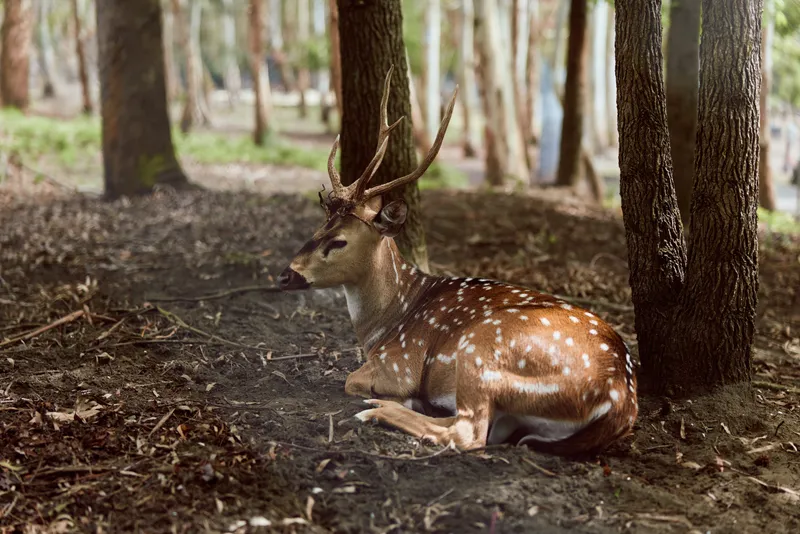 Deer stag antlers forest resting spotted deer lying on leaf litter under trees, wildlife portrait in woodland with soft sunlight, brown coat and white spots, calm natural habitat.