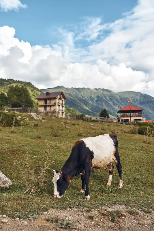 Cow grazing in a pasture amid rolling mountains and rustic houses beneath a blue sky, creating a peaceful countryside landscape that suits nature, agriculture, and rural lifestyle themes