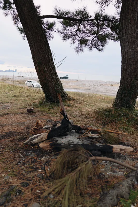 Beach, coast, trees, litter, debris, campfire, shore, trash, landscape at a sandy coast with pine trees and distant sea under an overcast sky