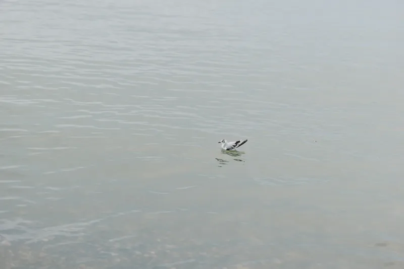 A single seagull floats calmly on smooth water surface with gentle ripples. Minimalist nature scene conveys peace, solitude, and tranquility by the sea or lake.