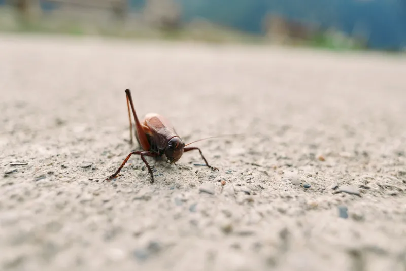 Insect grasshopper cricket closeup macro antennae brown outdoors on concrete surface, shallow depth of field, low angle natural light, detailed textured ground and tiny legs visible.