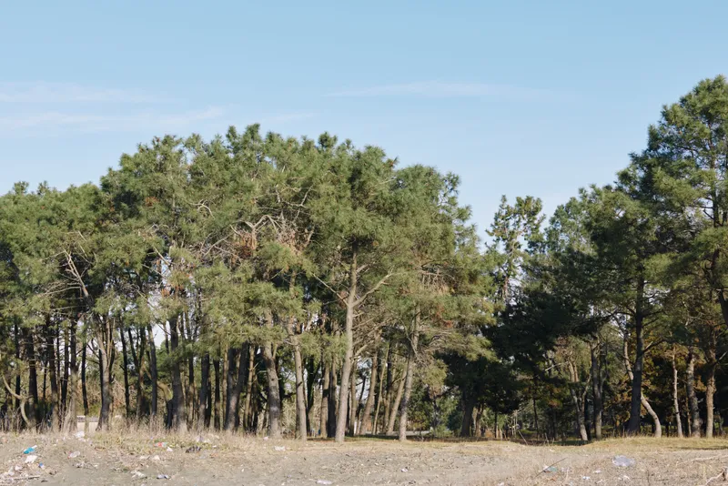 Forest, trees, woodland, landscape, outdoors, nature provide a tranquil roadside scene with sparse foreground and a blue sky above a dense treeline, inviting calm and exploration.