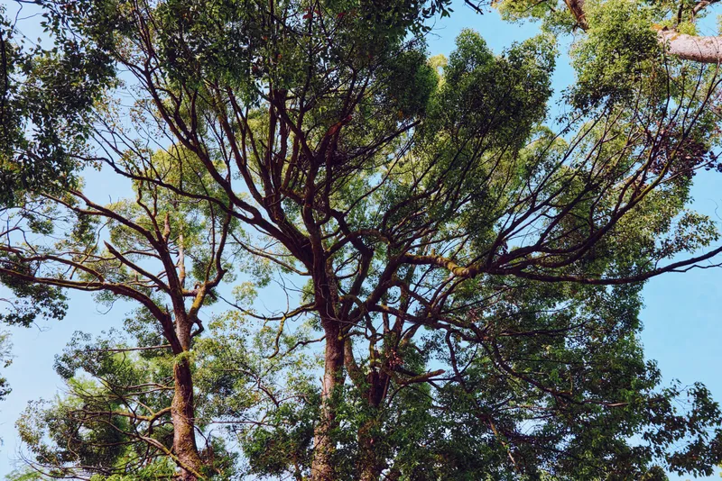 Tree canopy branches and leaves against blue sky with sunlight filtering through green foliage, tall forest trees and natural texture creating serene outdoor nature scene.