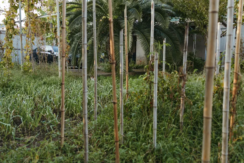 Bamboo poles, garden stakes, grassy plot, palm trees, urban backyard, sapling support, vertical poles, overgrown grass — sunlit tropical outdoor lot with stake grid and wild green foliage in