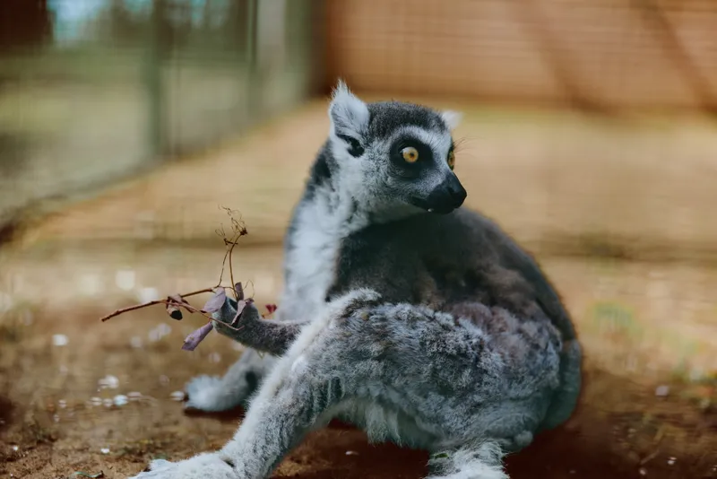 Lemur primate animal wildlife sitting portrait with striking yellow eyes and bushy tail on ground, closeup of fur texture and alert pose in naturalistic enclosure setting.