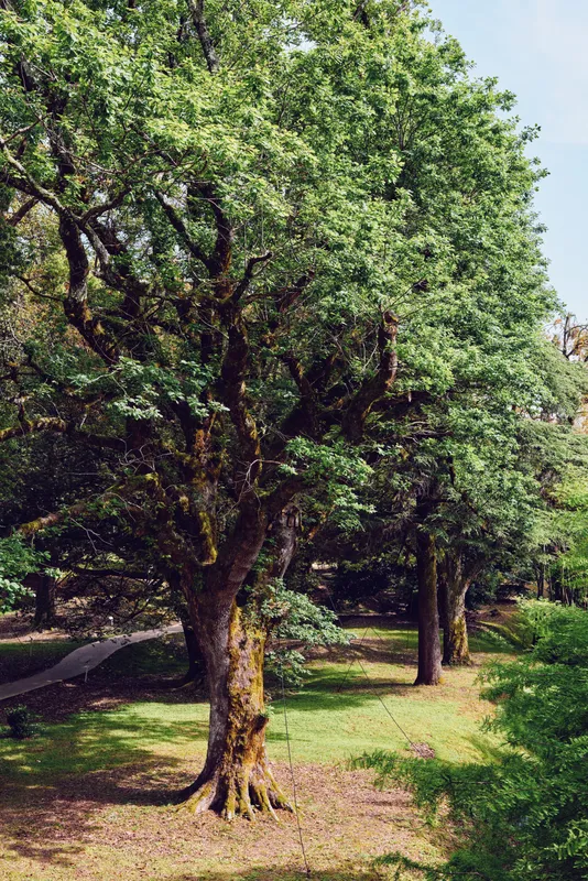 Tree and trees in a sunlit forest park with textured trunk covered in moss and soft grass underfoot, shaded pathway and layered foliage creating a peaceful natural scene.