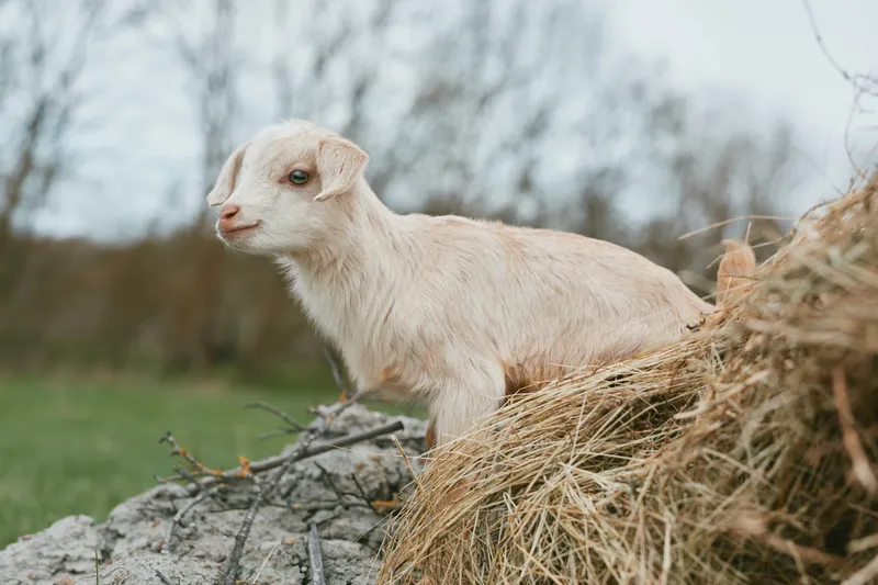 A young white baby goat stands on a pile of hay in a rural outdoor setting during a cloudy day, capturing a natural and peaceful lifestyle moment in the countryside.