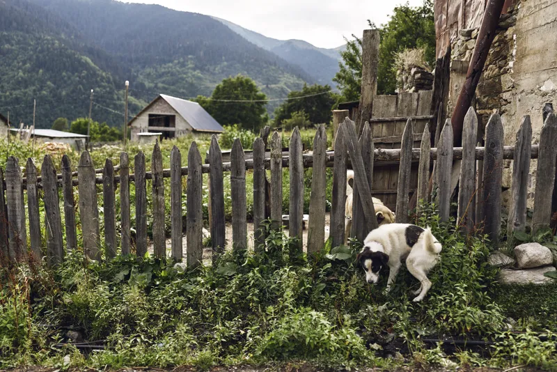 Cat perched on a wooden fence in a rural countryside setting, with a small garden and distant village houses and mountains under soft sky, serene and charming