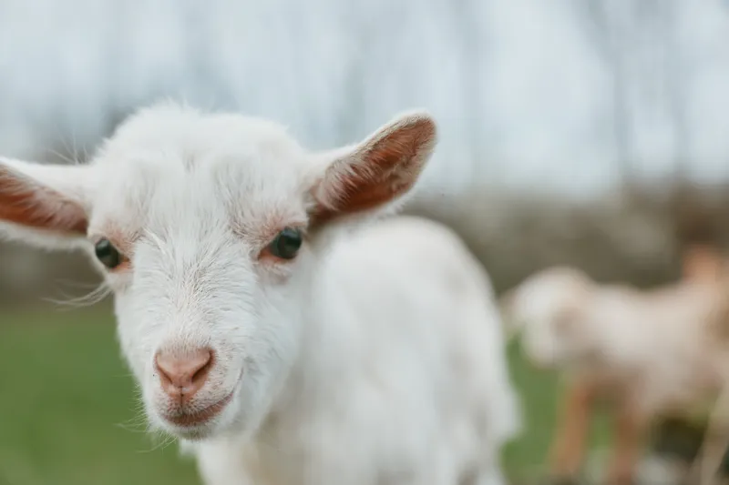 Goat kid animal outdoor farm meadow sunlight in frame, curious expression, gentle breeze, grass and green backdrop, natural colors, candid moment, rustic charm, lifestyle