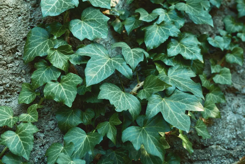 Ivy, leaves, wall, greenery, plant, vine, texture, nature, climber, foliage fill the frame as dense ivy covers a rough wall, creating a calm, natural and organic outdoor scene