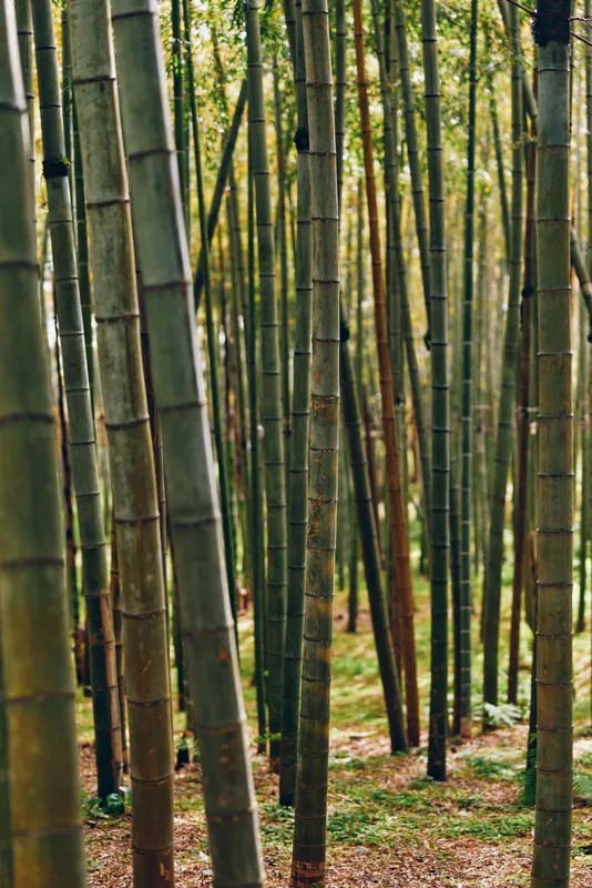 Bamboo forest trees stalks grove green trunks vertical in a natural scene, dense bamboo stand with tall stems and leaves, sunlight filtering through foliage over leaflitter on floor