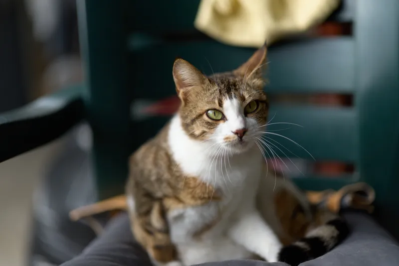 Tabby cat with white chest sits attentively on a dark chair indoors with soft natural light highlighting its green eyes and relaxed posture.