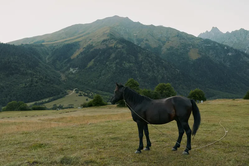 A dark horse stands in a grassy meadow with rolling hills and distant peaks under a clear sky, creating a serene and timeless rural landscape.