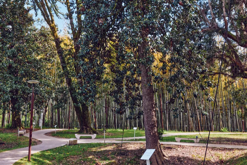 trees park pathway bench forest nature peaceful city park scene with winding paved path, wooden benches, lamppost and informational sign under tall trees and dappled sunlight