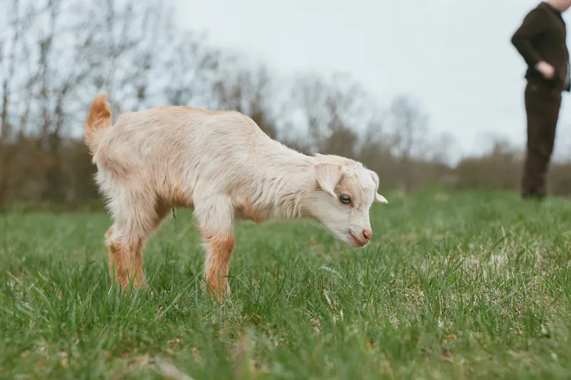 goat, kid, animal, agriculture, field, rural, meadow, farm, nature, lifestyle curious goat kid explores a grassy field in a rural meadow while a distant figure stands creating a wholesome countryside