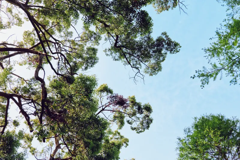 Trees canopy and blue sky with green leaves and twisting branches, sunlight filtering through foliage. Nature forest scene, outdoor treetop perspective for environment and relaxation.