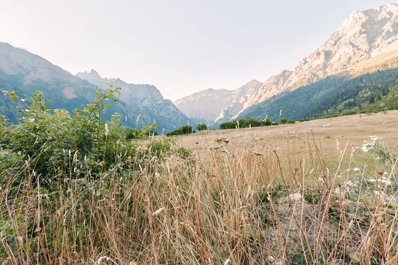 Meadow and mountains with wildflowers and tall grass in a sunlit valley landscape, nature scene in summer with distant peaks, open field, shrubs and clear sky