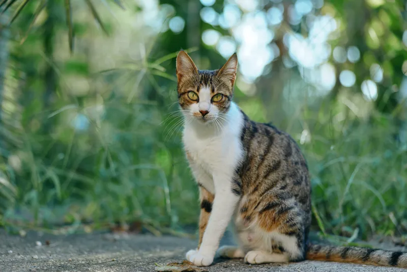 A curious tabby cat sits on a sunlit path amid lush greenery. The cat gazes toward the camera with calm curiosity, creating a peaceful outdoor moment.