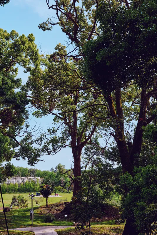 Trees in a quiet park with shaded pathway and lush greenery, nature scene framed by tall trunks and dappled sunlight, outdoors landscape for relaxation and scenic walking.
