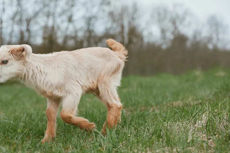 A young white goat with light brown legs walks through a green grassy field on a cloudy day in a natural outdoor setting with blurred trees in the background.
